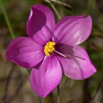 Chironia tetragona Seeds - Endemic South African Shrublet Seeds + GET FREE SEEDS