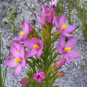 Chironia tetragona Seeds - Endemic South African Shrublet Seeds + GET FREE SEEDS