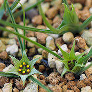 Androcymbium dregei Seeds - South African Indigenous Perennial Bulb - Combined Global Shipping