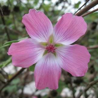 5 Mountain Mallow - Anisodontea julii Seeds - Indigenous Evergreen Perennial Hedge Shrub