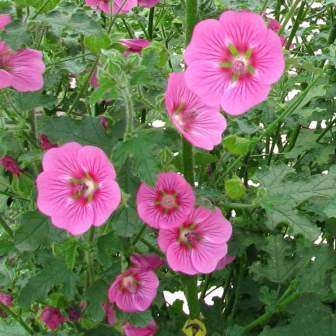 5 Mountain Mallow - Anisodontea julii Seeds - Indigenous Evergreen Perennial Hedge Shrub