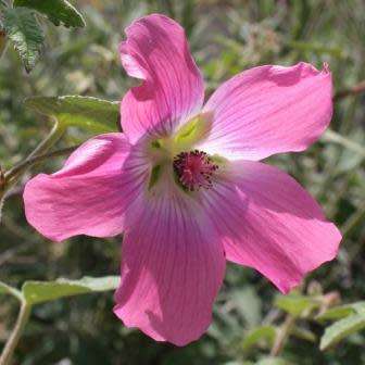 5 Mountain Mallow - Anisodontea julii Seeds - Indigenous Evergreen Perennial Hedge Shrub
