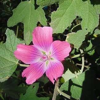 5 Mountain Mallow - Anisodontea julii Seeds - Indigenous Evergreen Perennial Hedge Shrub