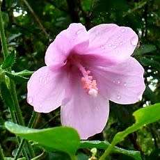 5 Mountain Mallow - Anisodontea julii Seeds - Indigenous Evergreen Perennial Hedge Shrub