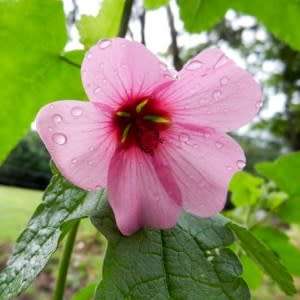 5 Mountain Mallow - Anisodontea julii Seeds - Indigenous Evergreen Perennial Hedge Shrub