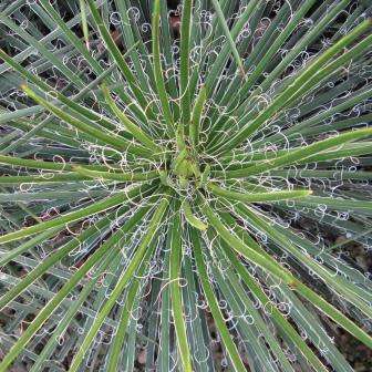 Agave geminiflora Seeds - Exotic Landscaping Perennial Succulent - Worldwide Shipping