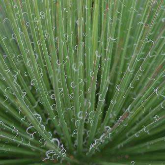 Agave geminiflora Seeds - Exotic Landscaping Perennial Succulent - Worldwide Shipping