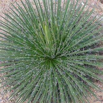 Agave geminiflora Seeds - Exotic Landscaping Perennial Succulent - Worldwide Shipping