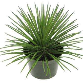 Agave geminiflora Seeds - Exotic Landscaping Perennial Succulent - Worldwide Shipping