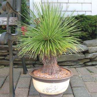 Agave geminiflora Seeds - Exotic Landscaping Perennial Succulent - Worldwide Shipping