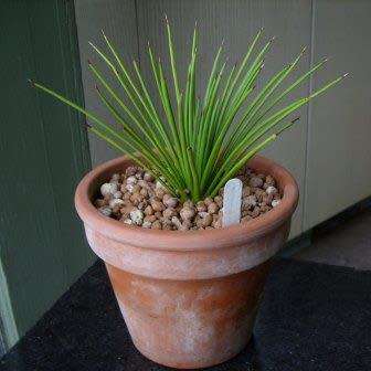 Agave geminiflora Seeds - Exotic Landscaping Perennial Succulent - Worldwide Shipping