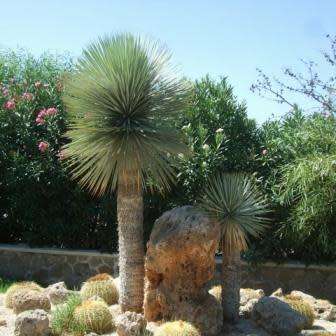 Agave geminiflora Seeds - Exotic Landscaping Perennial Succulent - Worldwide Shipping