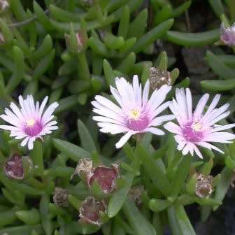 Delosperma macrostigma Seeds - Indigenous South African Endemic Psychoactive Succulent
