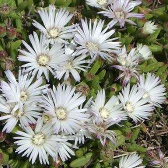 Delosperma macrostigma Seeds - Indigenous South African Endemic Psychoactive Succulent
