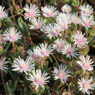 Delosperma macrostigma Seeds - Indigenous South African Endemic Psychoactive Succulent