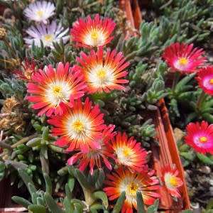 Delosperma testaceum Seeds - Indigenous South African Endemic Psychoactive Succulent