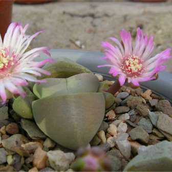 5 Didymaotus lapidiformis Seeds - Rare Indigenous South African Endemic Succulent - Global Shipping