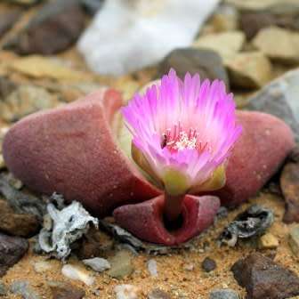 5 Didymaotus lapidiformis Seeds - Rare Indigenous South African Endemic Succulent - Global Shipping