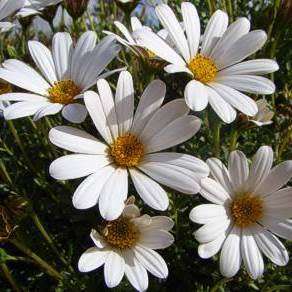 Dimorphotheca cuneata White Seeds - Hardy Indigenous South African Perennial Sementes Zaden