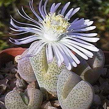 10+ Dinteranthus puberulus Seeds - Indigenous South African Mesemb Succulent - Flat Ship Rates
