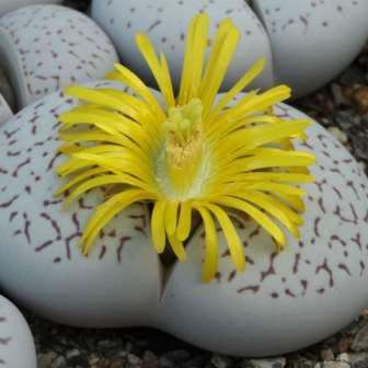 Dinteranthus vanzylii Seeds - Indigenous South African Mesemb Succulent - Flat Ship Rates