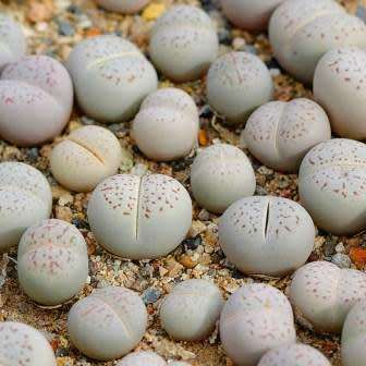 Dinteranthus vanzylii Seeds - Indigenous South African Mesemb Succulent - Flat Ship Rates
