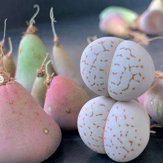 Dinteranthus vanzylii Seeds - Indigenous South African Mesemb Succulent - Flat Ship Rates