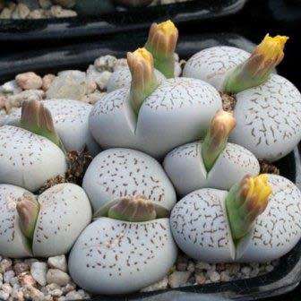Dinteranthus vanzylii Seeds - Indigenous South African Mesemb Succulent - Flat Ship Rates