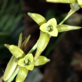 Dipcadi gracillimum Seeds - Indigenous South African Native Perennial Bulb Seeds from Africa