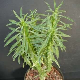 5 Euphorbia loricata Seeds - Indigenous Drought Tolerant Succulent - semi posiew semillas grains