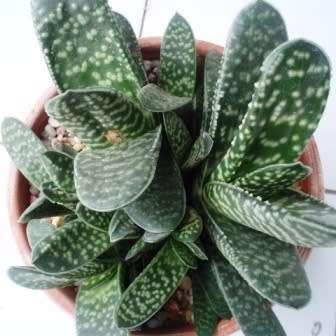 Gasteria bicolor var. bicolor Seeds - Indigenous South African Endemic Succulent - Combined Shipping