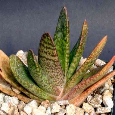 Gasteria bicolor var. bicolor Seeds - Indigenous South African Endemic Succulent - Combined Shipping