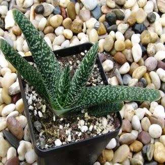 Gasteria bicolor var. bicolor Seeds - Indigenous South African Endemic Succulent - Combined Shipping