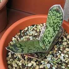 Gasteria bicolor var. bicolor Seeds - Indigenous South African Endemic Succulent - Combined Shipping