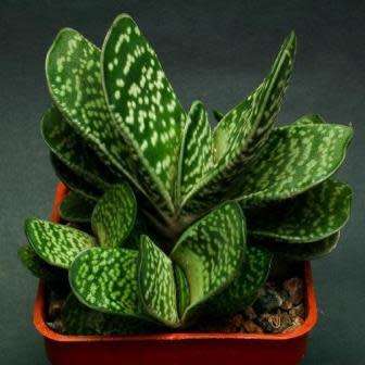 Gasteria bicolor var. bicolor Seeds - Indigenous South African Endemic Succulent - Combined Shipping