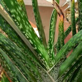 Gasteria bicolor var. bicolor Seeds - Indigenous South African Endemic Succulent - Combined Shipping