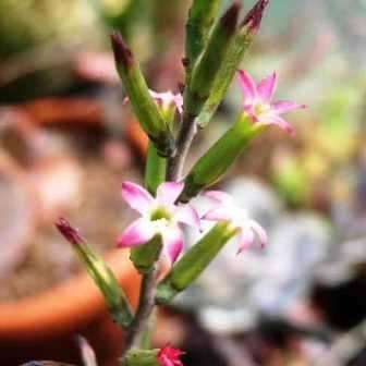 5 Adromischus sphenophyllus Seeds - Indigenous South African Endemic Succulent -Combined Global Ship