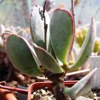 5 Adromischus sphenophyllus Seeds - Indigenous South African Endemic Succulent -Combined Global Ship