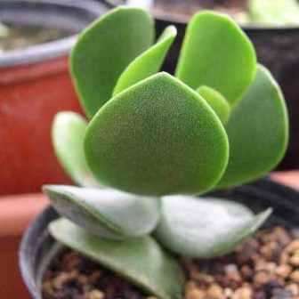5 Adromischus sphenophyllus Seeds - Indigenous South African Endemic Succulent -Combined Global Ship