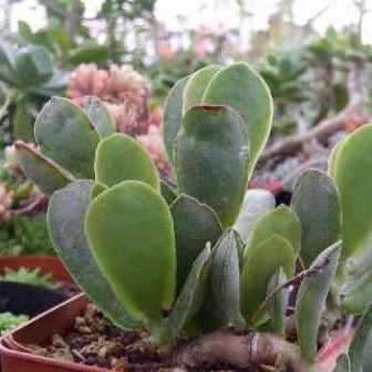 5 Adromischus sphenophyllus Seeds - Indigenous South African Endemic Succulent -Combined Global Ship