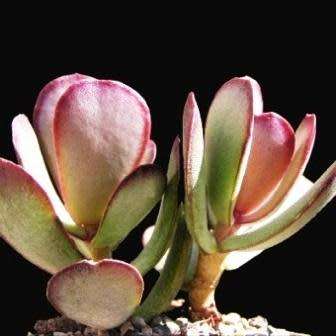 5 Adromischus sphenophyllus Seeds - Indigenous South African Endemic Succulent -Combined Global Ship