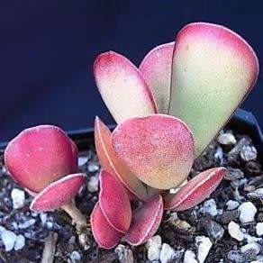 5 Adromischus sphenophyllus Seeds - Indigenous South African Endemic Succulent -Combined Global Ship