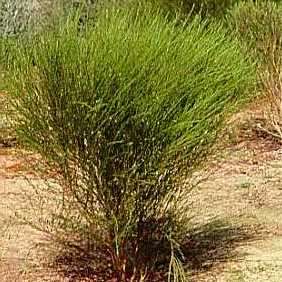 Rooibos Tea Seeds - Aspalathus linearis Seeds - Indigenous South African Endemic Medicinal Shrub