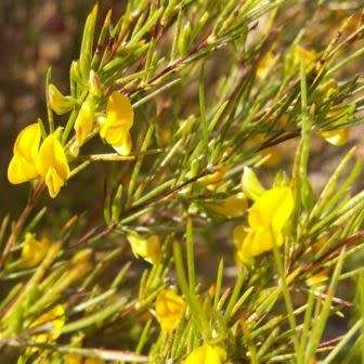 Rooibos Tea Seeds - Aspalathus linearis Seeds - Indigenous South African Endemic Medicinal Shrub