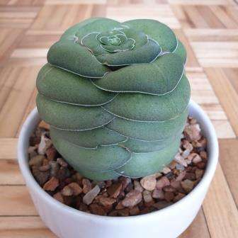 Crassula hemisphaerica Seeds - Indigenous South African Endemic Succulent - Global Shipping