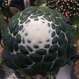 Coryphantha elephantidens Seeds - Exotic Beehive Cactus Succulent - Combined Worldwide Shipping