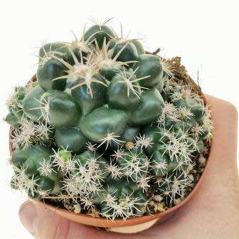 Coryphantha elephantidens Seeds - Exotic Beehive Cactus Succulent - Combined Worldwide Shipping