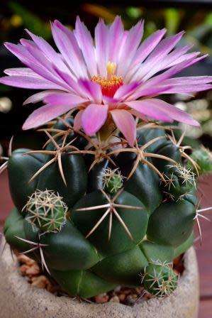 Coryphantha elephantidens Seeds - Exotic Beehive Cactus Succulent - Combined Worldwide Shipping