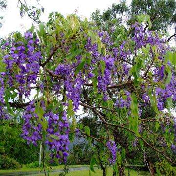 10+ Bolusanthus speciosus - Indigenous Deciduous Tree Wisteria Seeds + FREE Seeds with All Orders