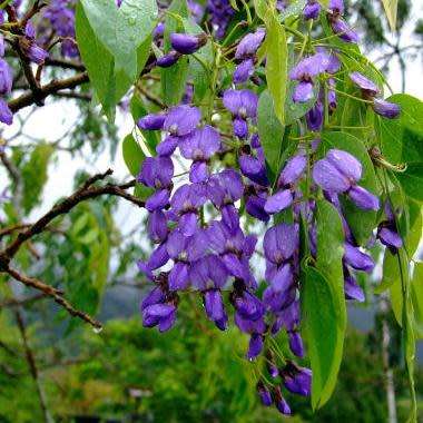10+ Bolusanthus speciosus - Indigenous Deciduous Tree Wisteria Seeds + FREE Seeds with All Orders